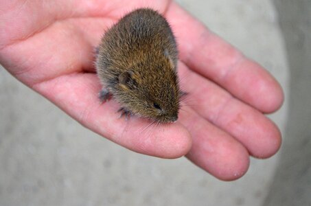 Cute trustful hand