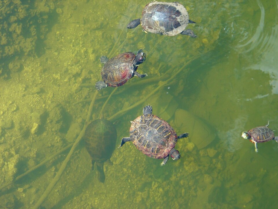 Pond reptiles animals