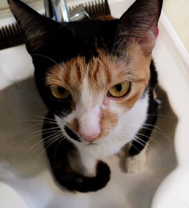 Pet cute kitty