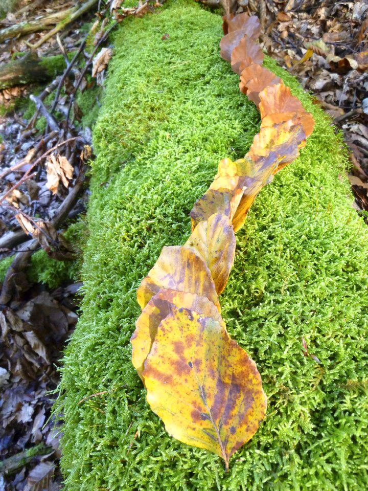Yellow brown green