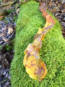 Yellow brown green photo