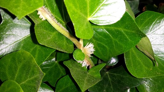 Green incomplete leaves