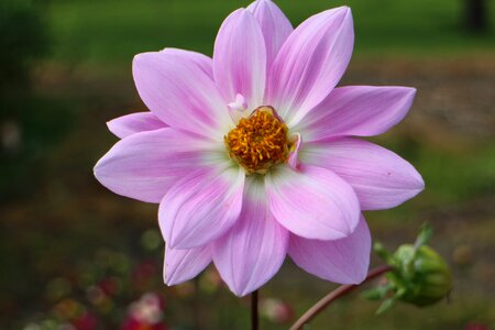 Plant composites flower garden
