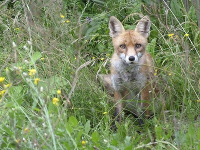 Fuchs animal watch