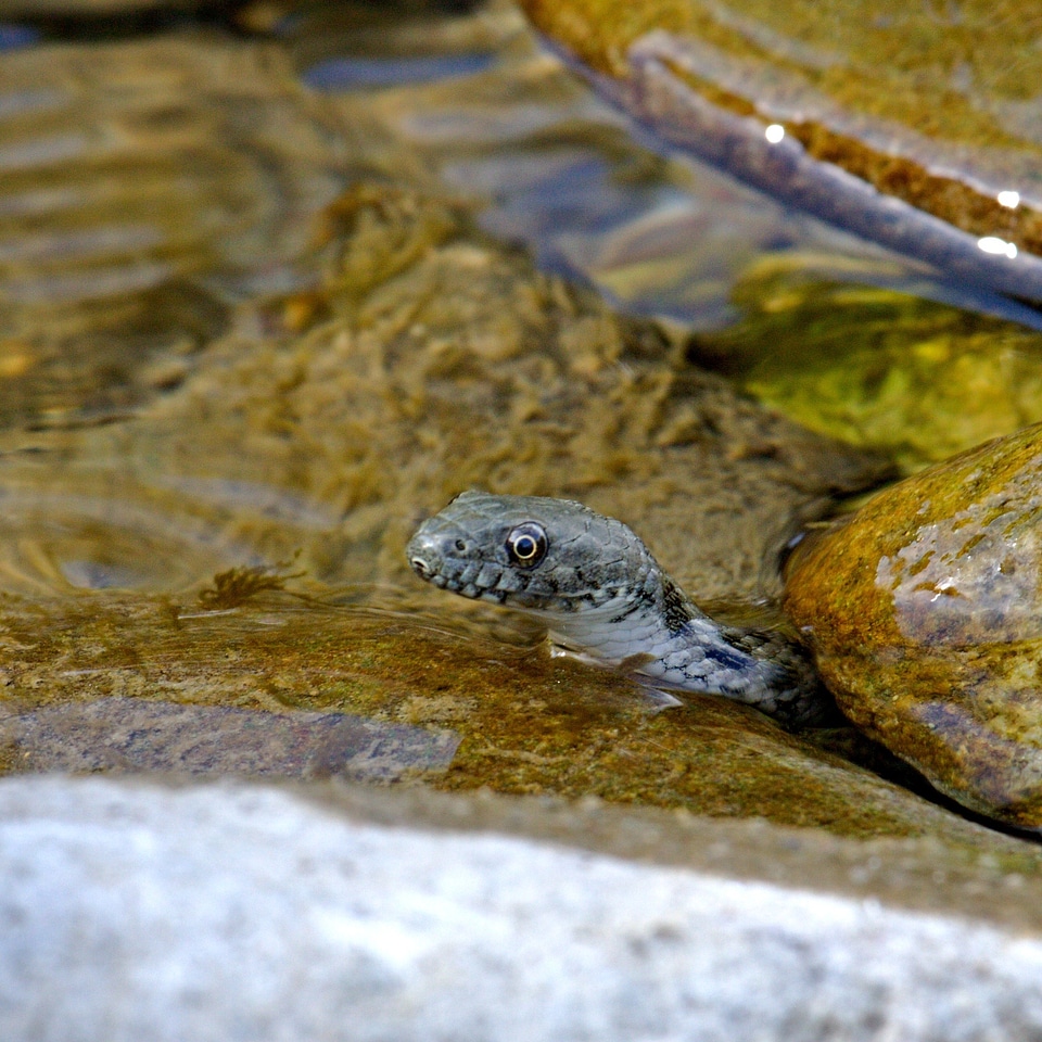 Reptile river outdoors