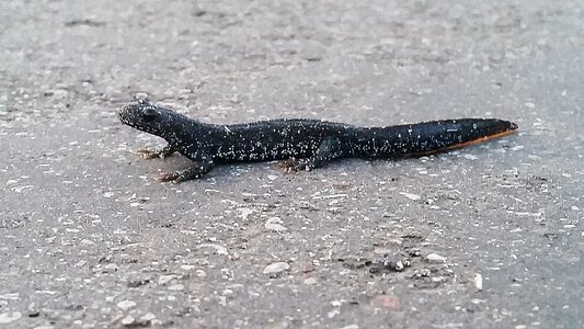 Amphibian the lizard animal