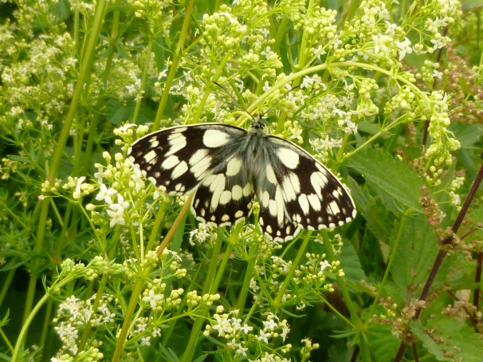 Butterfly chess board Free photos