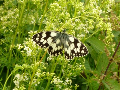 Butterfly chess board Free photos
