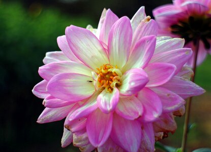 Plant composites flower garden