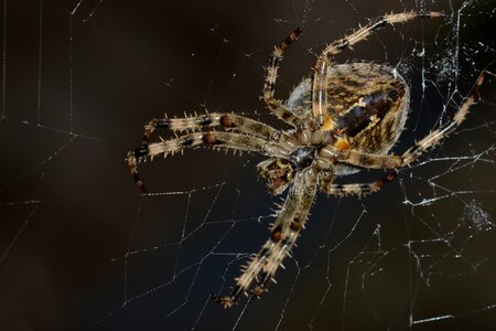 Cobweb web insect