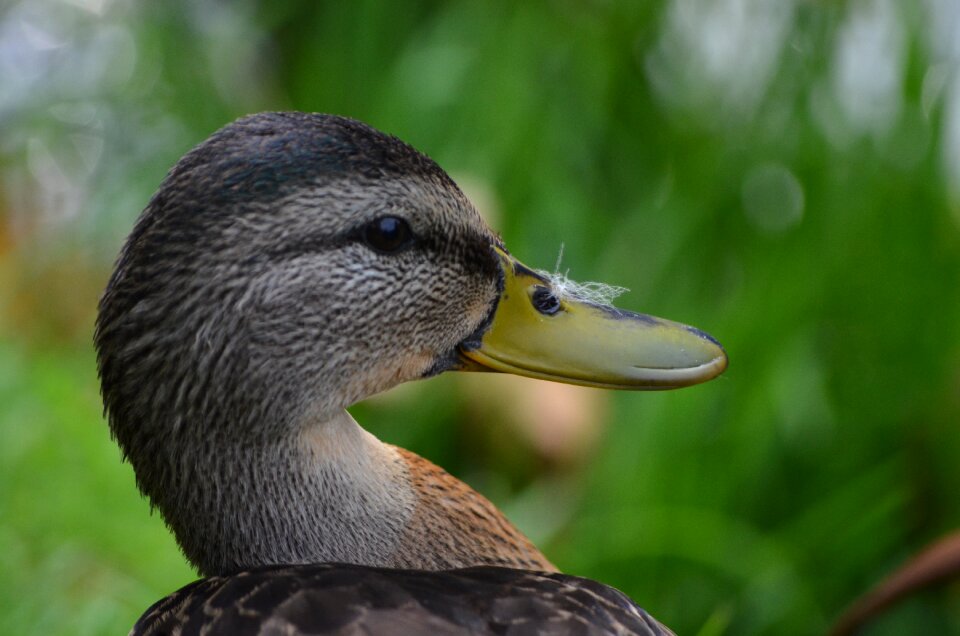 Head animal portrait bill