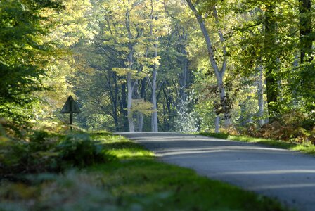 Forest road nature photo