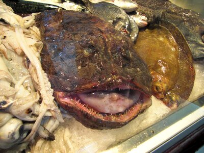 Ugly fish market fresh