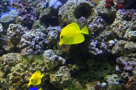 Exotic fish yellow aquarium photo