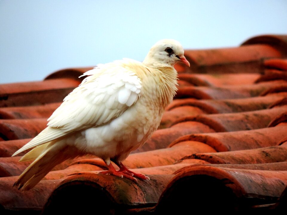 White dove bird birdie