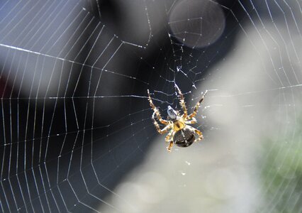 Spin garden spider web photo