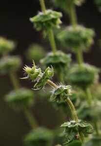 Garden weeds