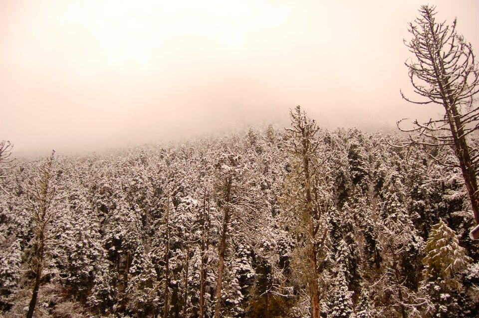 Woods artistic conception views