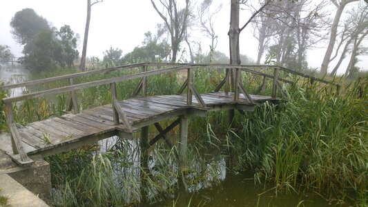 Bridge river wood