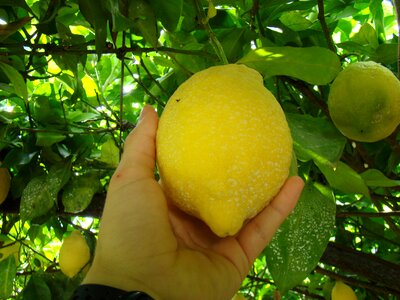 Lemon fruit yellow