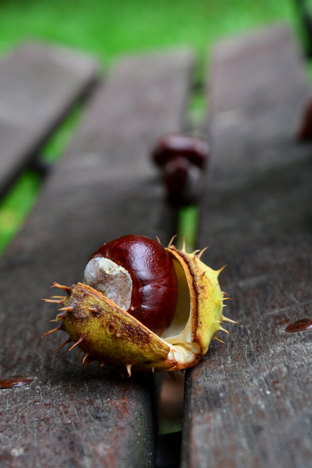 Chestnut autumn park
