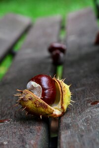 Chestnut autumn park