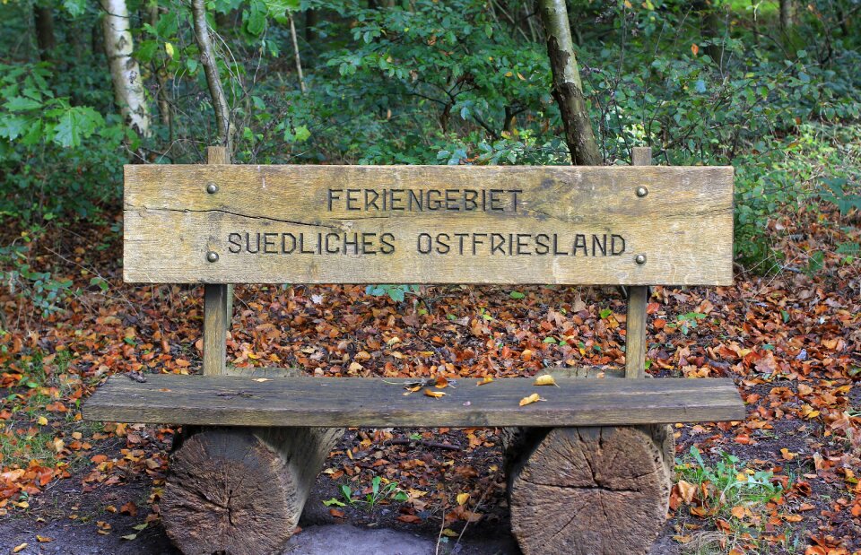 Forest nature autumn
