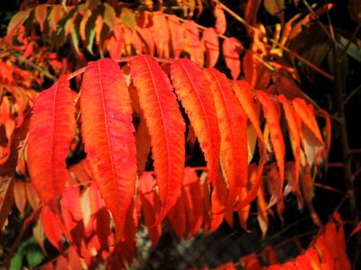 Colorful fall foliage color