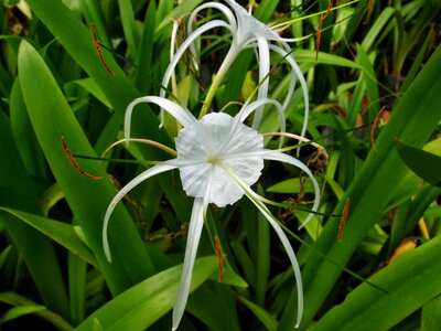 Flower nature blossom photo