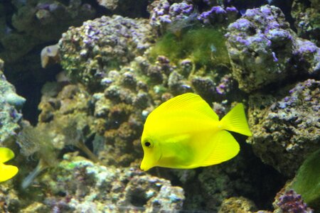 Fish yellow aquarium