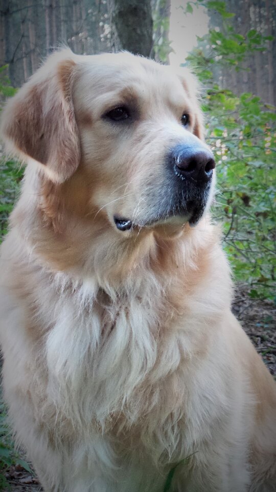 Animal portrait face view