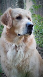 Animal portrait face view