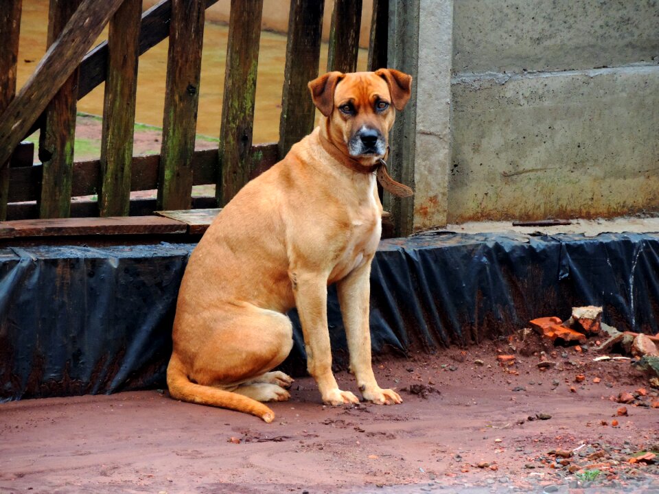 Brown stone pet