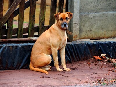 Brown stone pet
