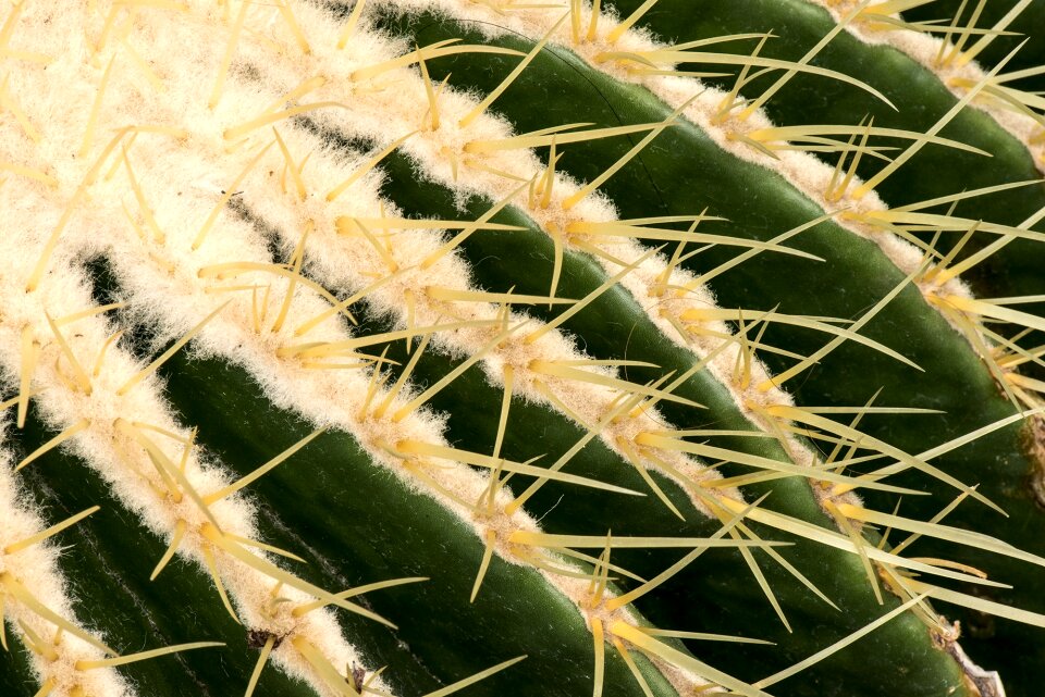 Botany closeup nature