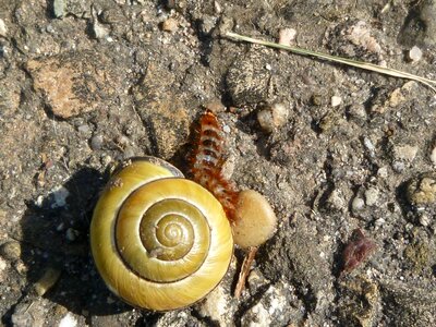 Larva yellow worm beetle black forest