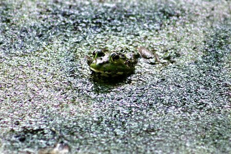 Wildlife eye closeup