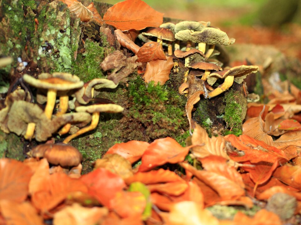 Autumn colorful collect