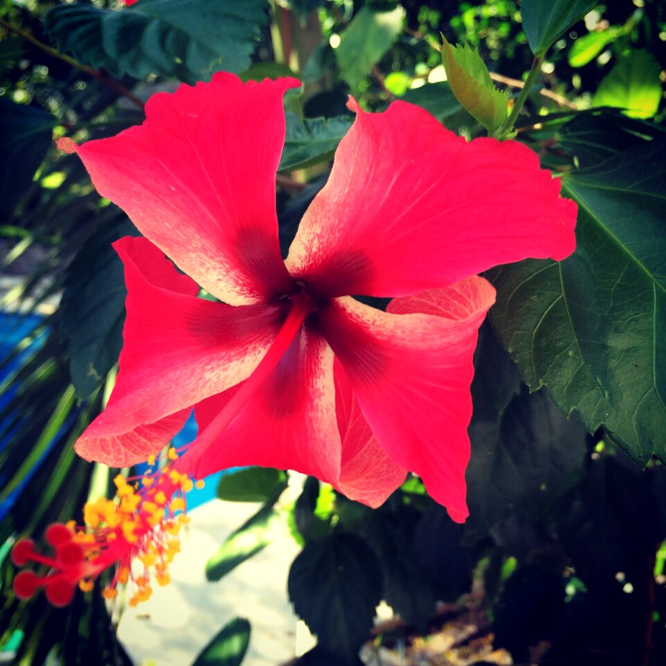 Flower malvaceae tropical