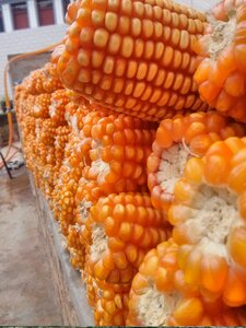 Corn harvest farmhouse