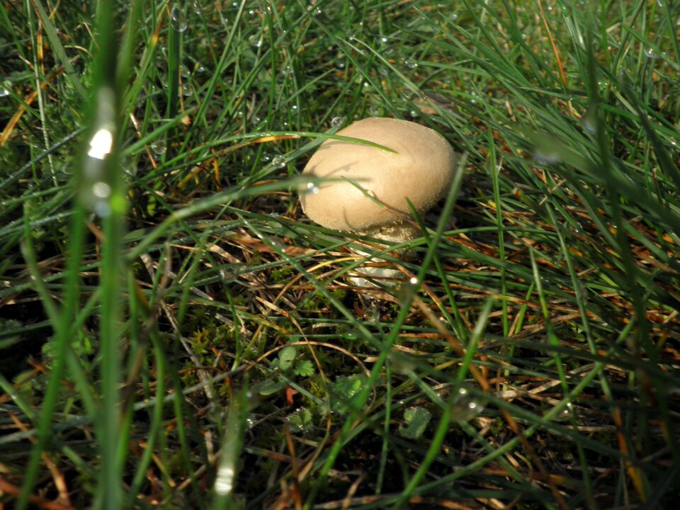 Small in the grass nature