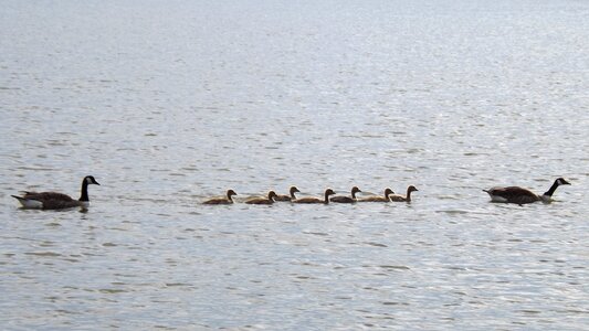 Waterfowl lake baby