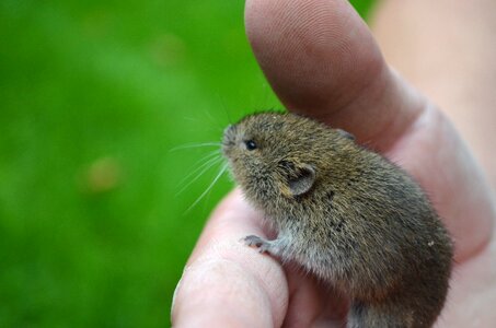 Field mouse animal cute photo