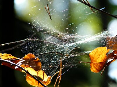 Nature insect animal