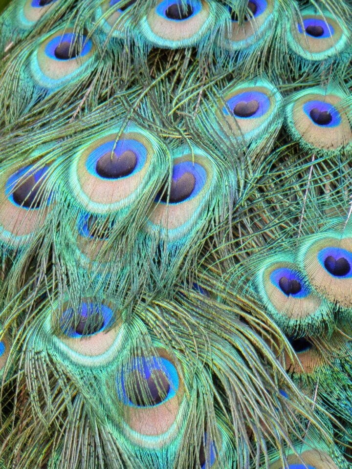 Color bird feather close up