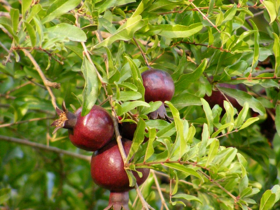 Natural red food