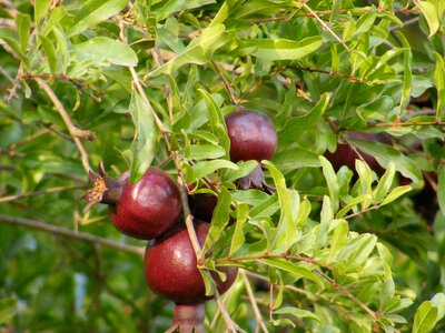 Natural red food