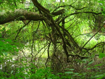 Tree nature landscape