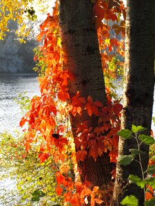 Fall foliage colorful leaves autumn colours photo