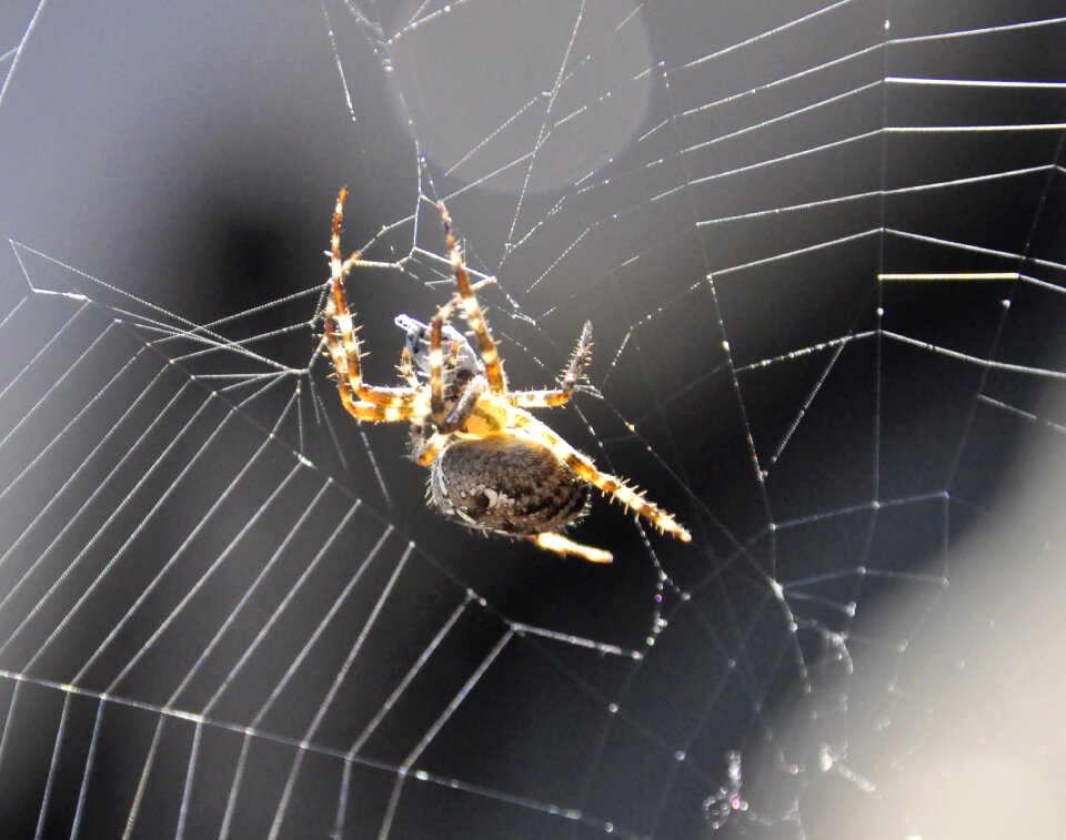 Spin garden spider web
